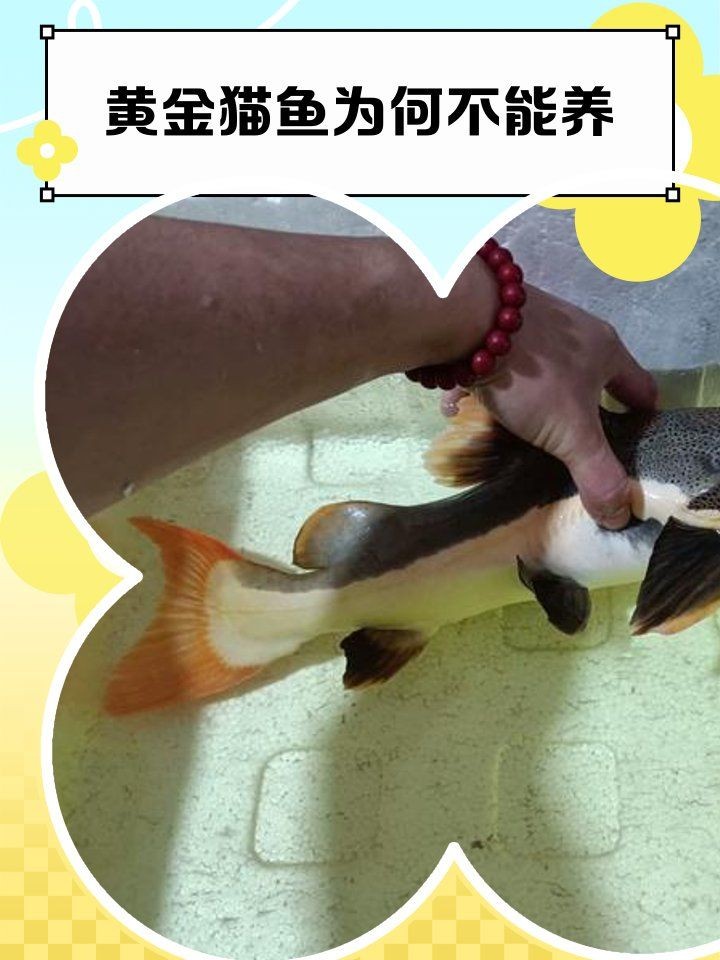 金貓魚是什么魚：金貓魚的種類及種類介紹