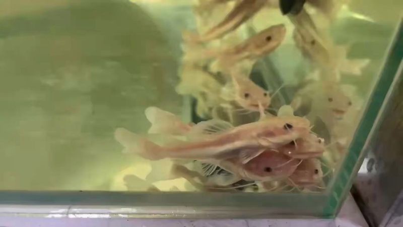 金貓魚是什么魚：金貓魚的種類及種類介紹