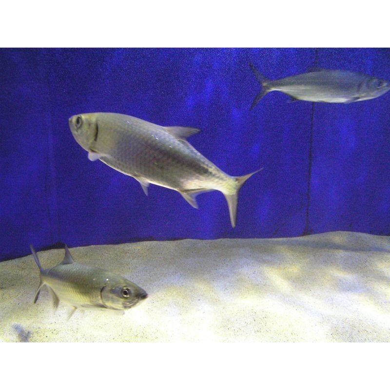 海鰱魚百科：海鰱魚海鰱魚的分布于中國和日本陵水沿岸海鰱魚 海鰱魚百科：海鰱魚海鰱魚的分布于中國和日本陵水沿岸海鰱魚 龍魚論壇 第5張