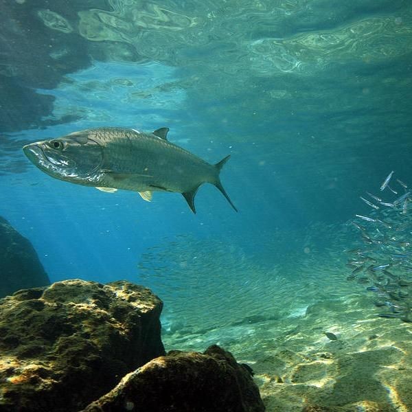 海鰱魚百科：海鰱魚海鰱魚的分布于中國和日本陵水沿岸海鰱魚 海鰱魚百科：海鰱魚海鰱魚的分布于中國和日本陵水沿岸海鰱魚 龍魚論壇 第7張