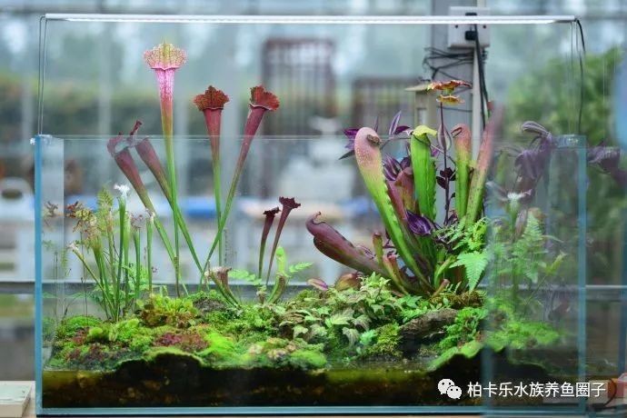 舊魚缸改造100種方法：《舊魚缸改造100種方法》模擬深海于將閑置或廢棄的魚缸