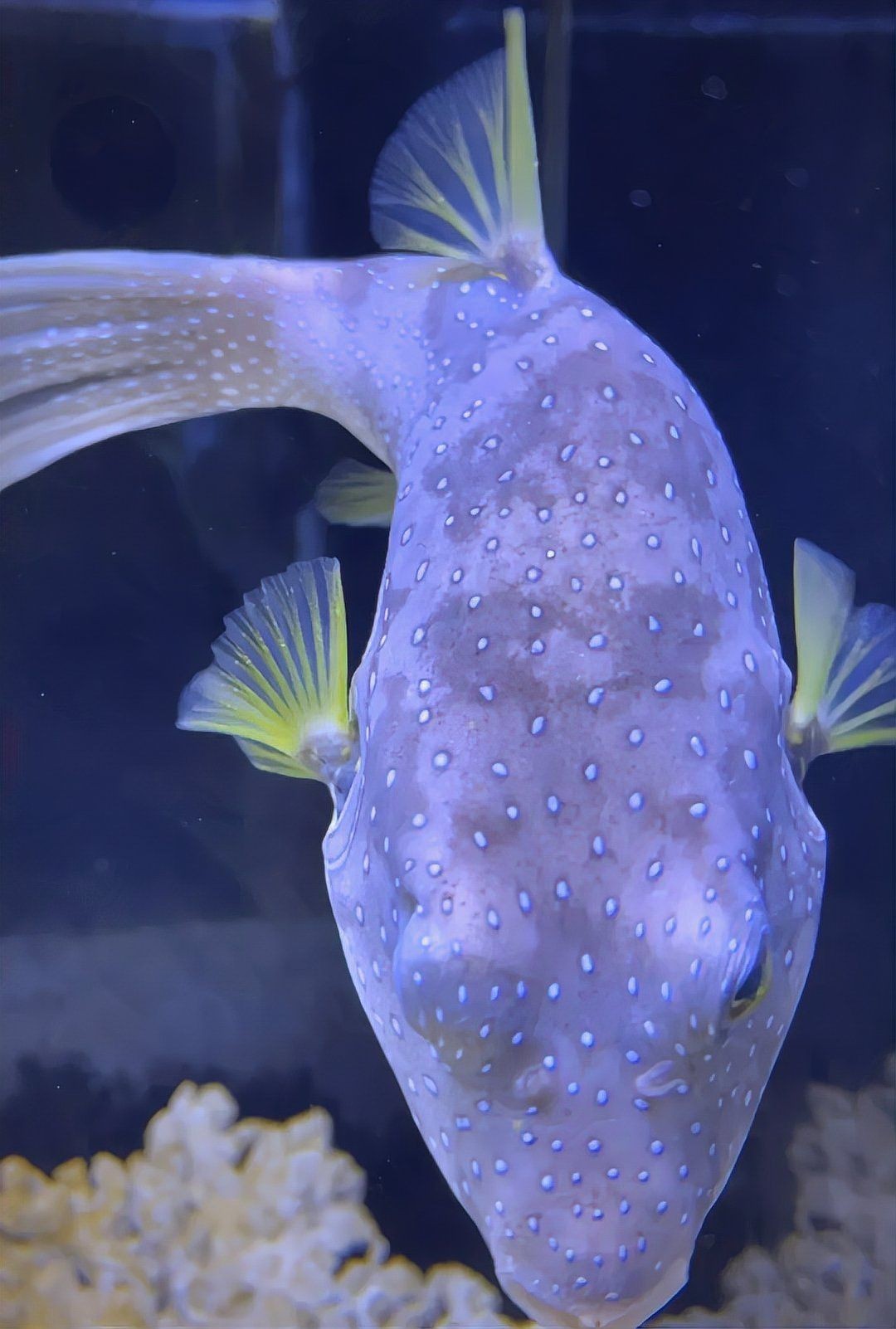 狗頭魚死了會放毒嗎視頻：“狗頭魚死了會放毒嗎”科普視頻通過實驗與解析揭示真相