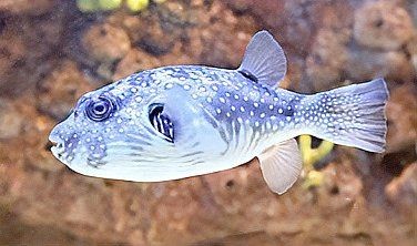 狗頭魚死了會放毒嗎視頻：“狗頭魚死了會放毒嗎”科普視頻通過實驗與解析揭示真相