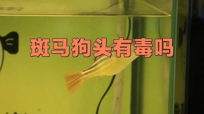 狗頭魚死了會放毒嗎視頻：“狗頭魚死了會放毒嗎”科普視頻通過實驗與解析揭示真相