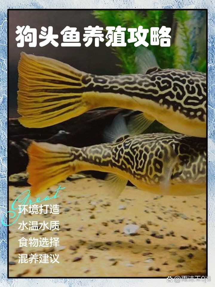 灰狗頭魚能養(yǎng)在淡水里嗎：灰狗頭魚怎么養(yǎng)？