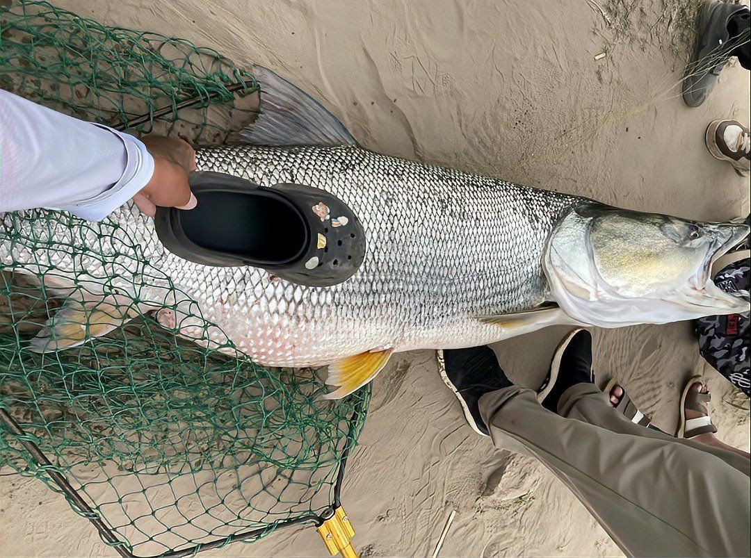 海鰱和鳡魚的區(qū)別：如何區(qū)分海鰱和鳡魚？