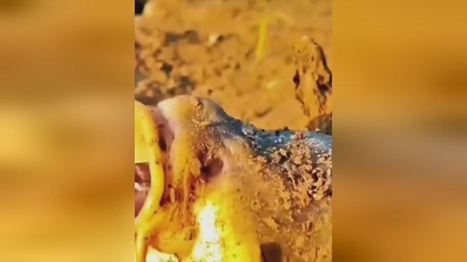 海鰱和鳡魚的區(qū)別：如何區(qū)分海鰱和鳡魚？