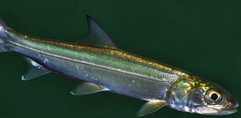 海鰱和鳡魚的區(qū)別：如何區(qū)分海鰱和鳡魚？