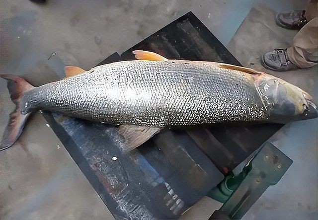 海鰱和鳡魚的區(qū)別：如何區(qū)分海鰱和鳡魚？