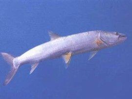 海鰱和鳡魚的區(qū)別：如何區(qū)分海鰱和鳡魚？