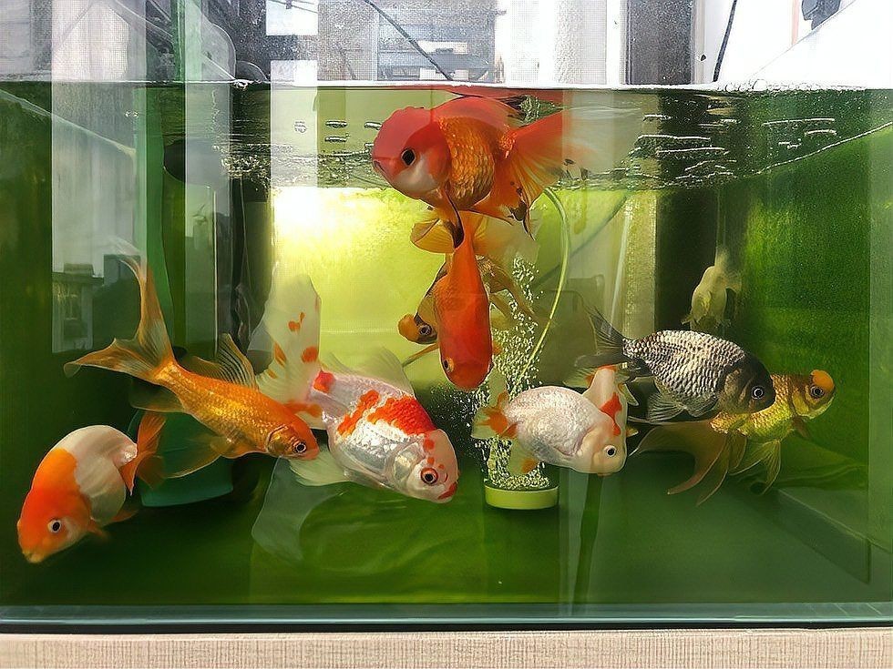 金魚最好的飼料是什么：小金魚喂什么最好