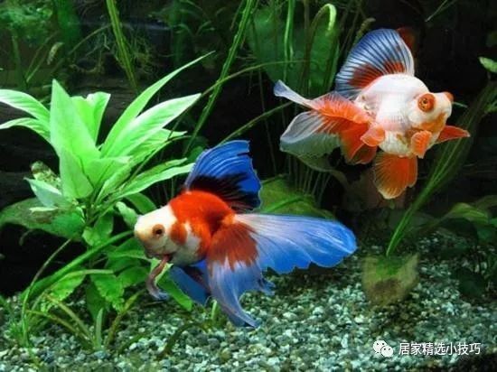 金魚最好的飼料是什么：小金魚喂什么最好