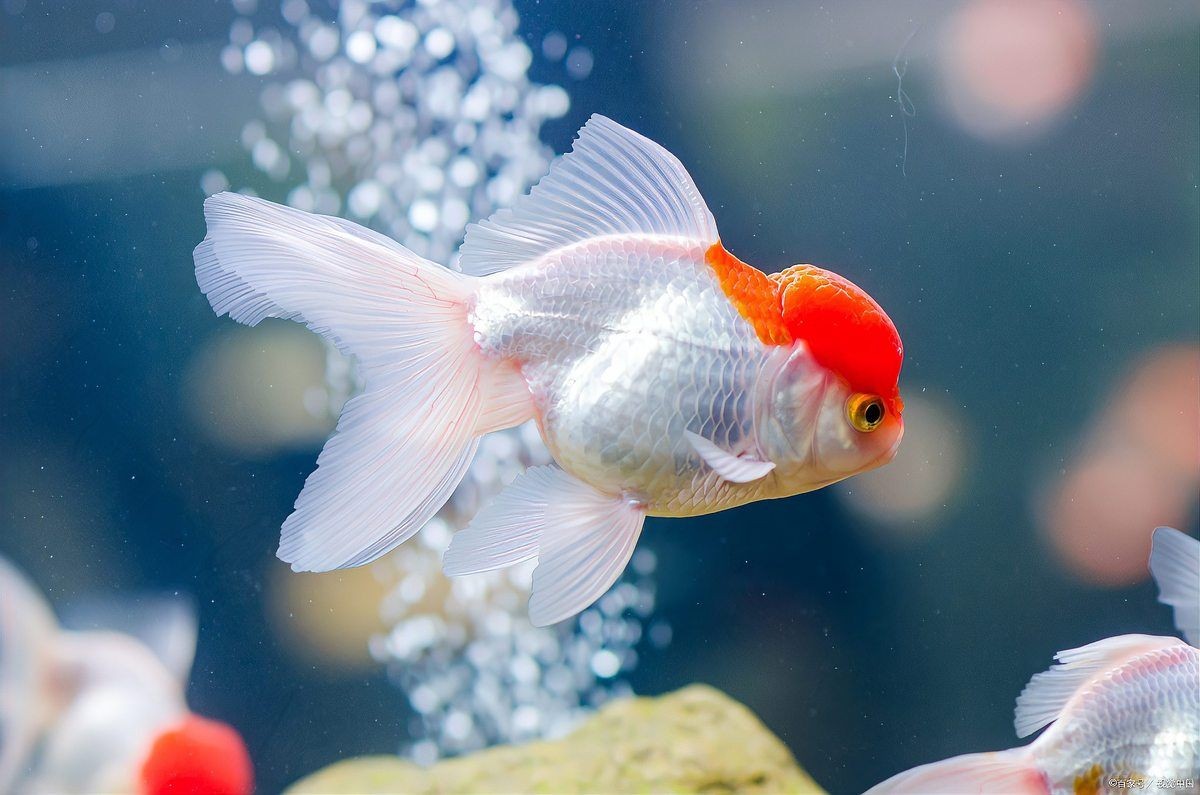 金魚最好的飼料是什么：小金魚喂什么最好