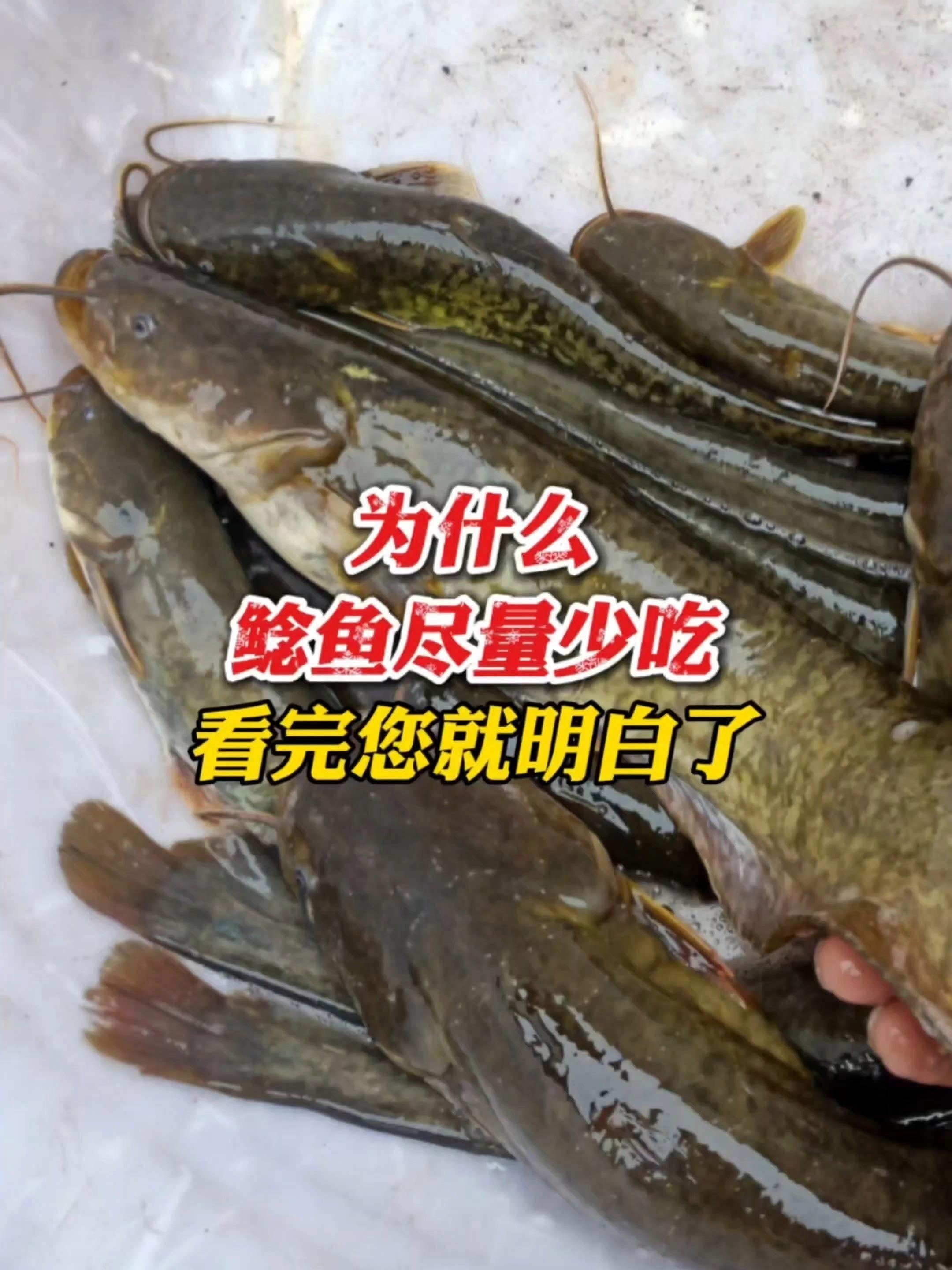 海鯰魚盡量少吃的原因：為什么海鯰魚盡量少吃
