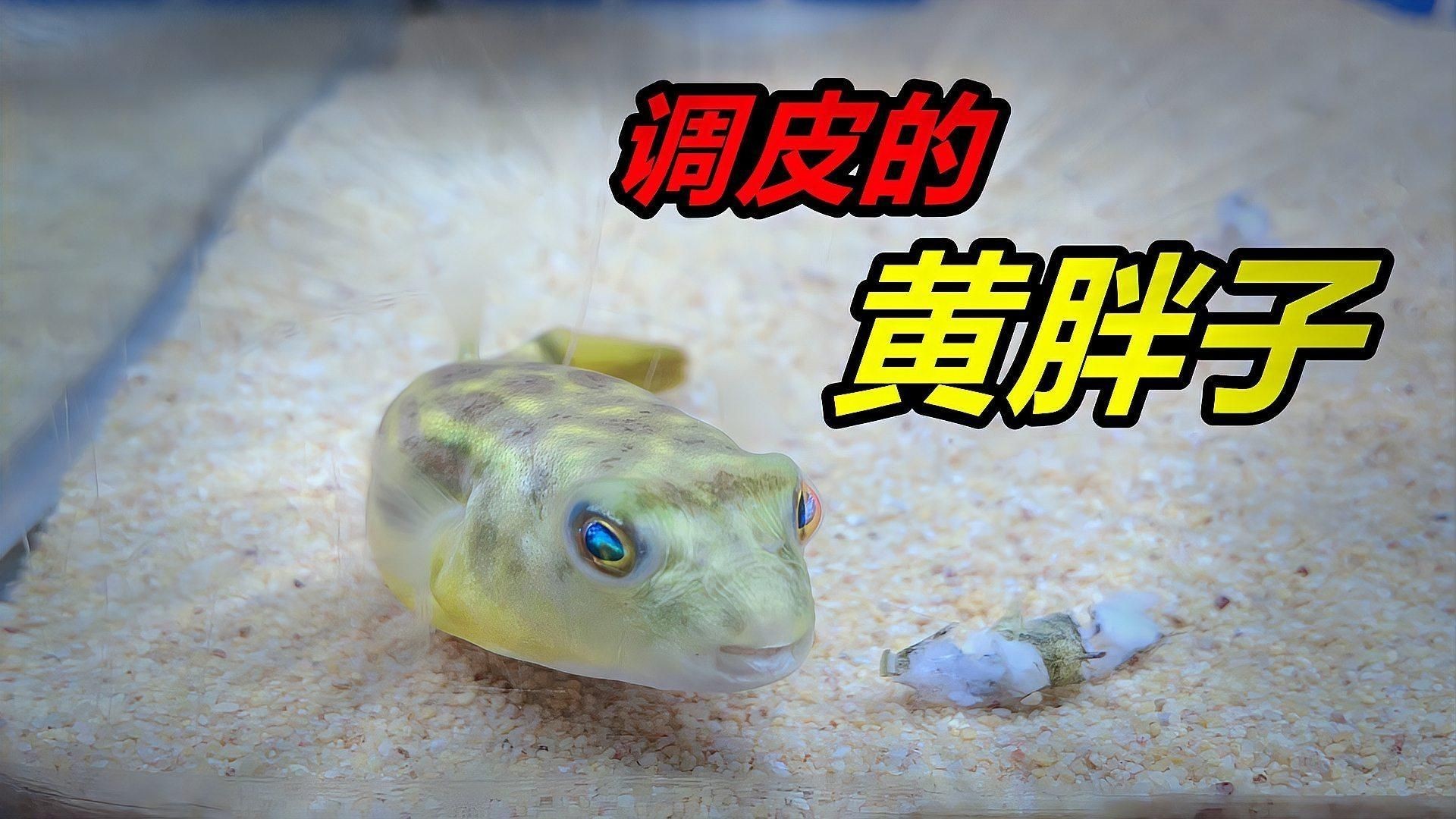 狗頭魚不吃食什么原因：斑馬狗頭魚拒食技巧 狗頭魚不吃食什么原因：斑馬狗頭魚拒食技巧 龍魚論壇 第3張