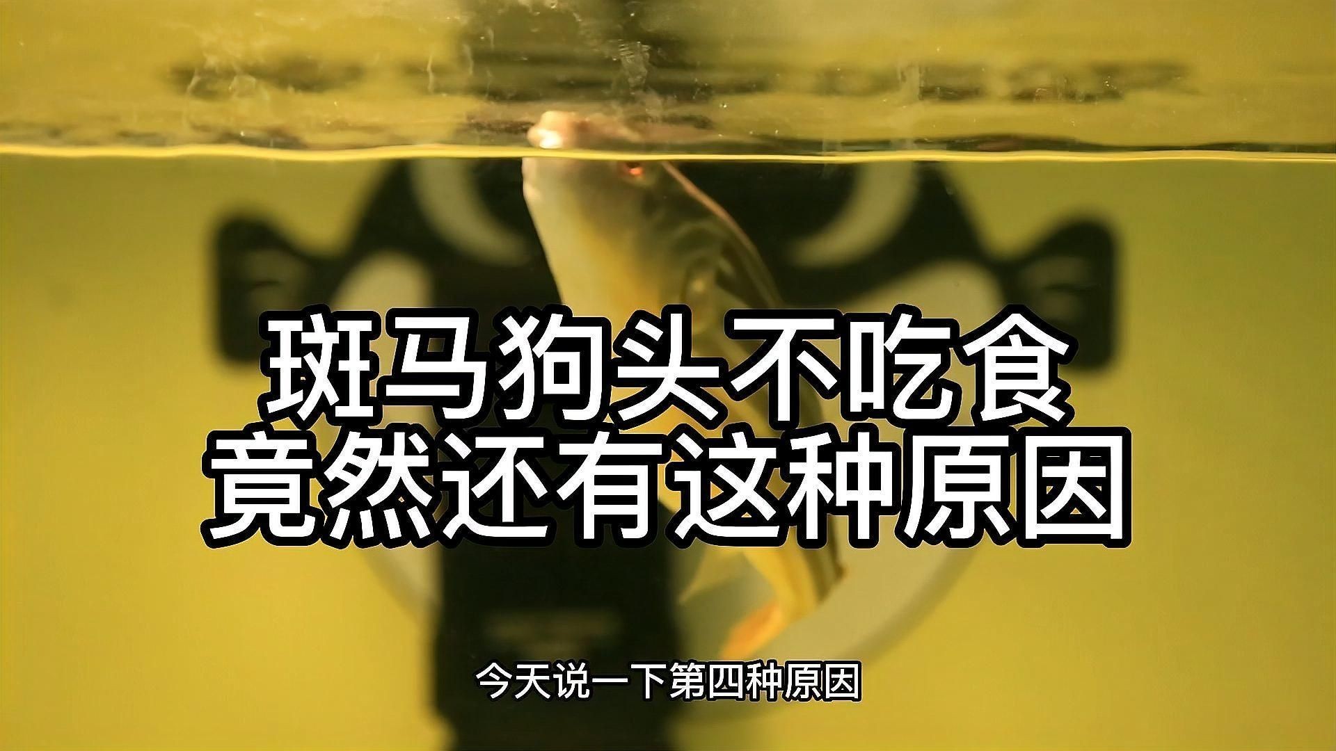 狗頭魚不吃食什么原因：斑馬狗頭魚拒食技巧 狗頭魚不吃食什么原因：斑馬狗頭魚拒食技巧 龍魚論壇 第5張