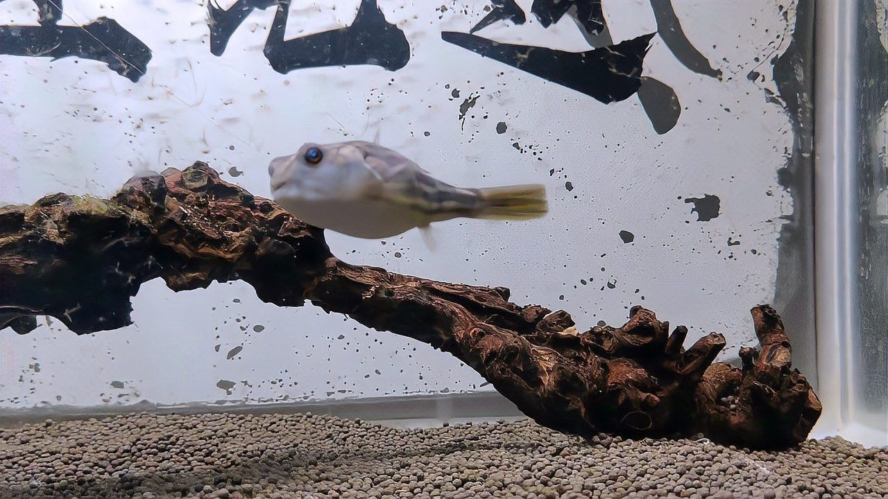 狗頭魚不吃食什么原因：斑馬狗頭魚拒食技巧 狗頭魚不吃食什么原因：斑馬狗頭魚拒食技巧 龍魚論壇 第1張