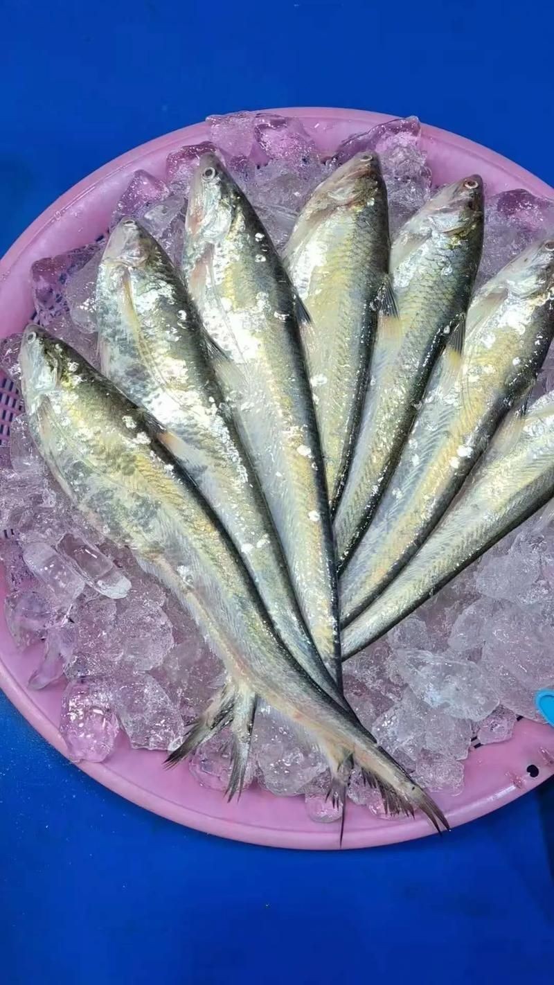 河刀魚圖片：河刀魚,人間珍品溫柔淑女