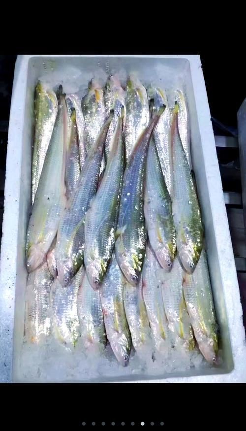 河刀魚圖片：河刀魚,人間珍品溫柔淑女