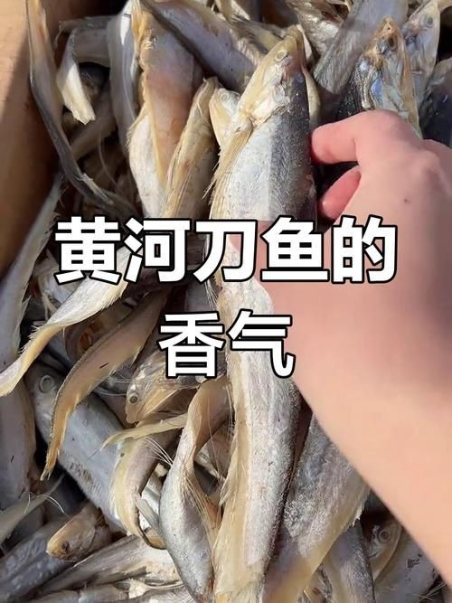 河刀魚圖片：河刀魚,人間珍品溫柔淑女