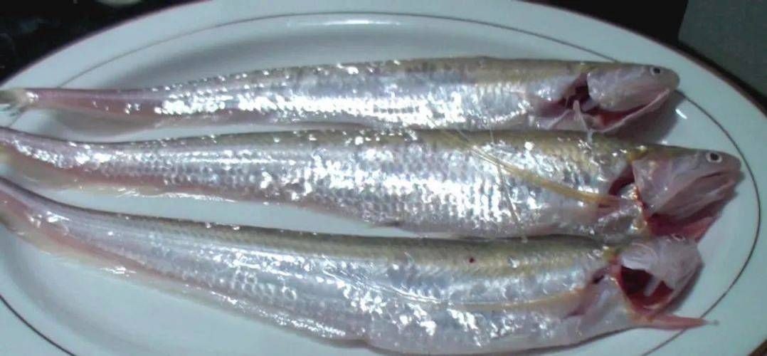 河刀魚圖片：河刀魚,人間珍品溫柔淑女