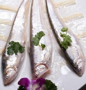 河刀魚圖片：河刀魚,人間珍品溫柔淑女