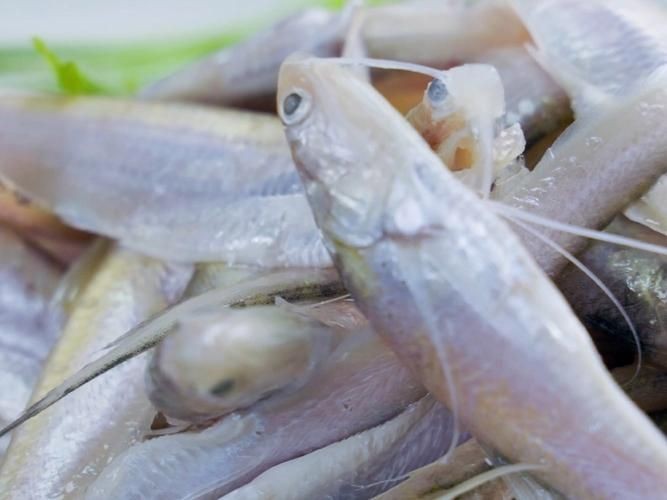 河刀魚圖片：河刀魚,人間珍品溫柔淑女