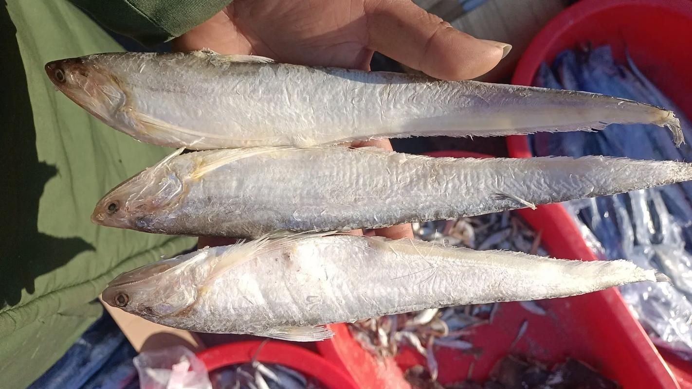 河刀魚圖片：河刀魚,人間珍品溫柔淑女