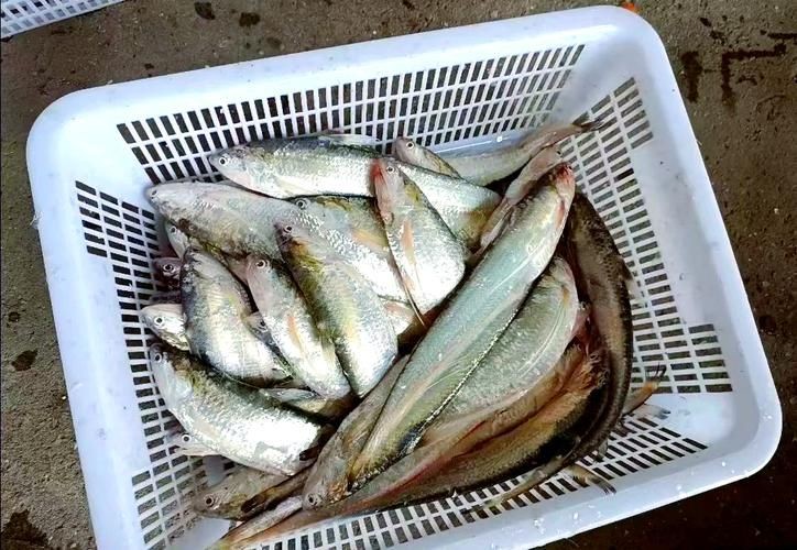 河刀魚圖片：河刀魚,人間珍品溫柔淑女