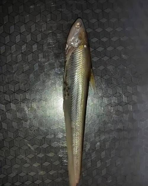 河刀魚圖片：河刀魚,人間珍品溫柔淑女
