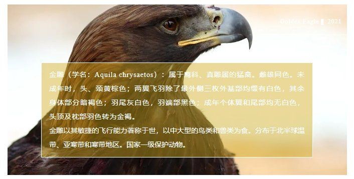 金雕圖片最大：“猛禽之王”金雕高清圖片集及相關(guān)特征集及相關(guān)特征