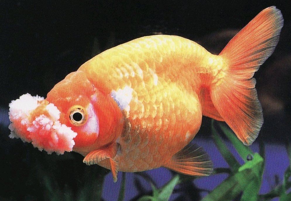 金老虎魚壽命一覽表：金老虎魚平均壽命可達(dá)8至12年部分個(gè)體甚至能存活15年以上 金老虎魚壽命一覽表：金老虎魚平均壽命可達(dá)8至12年部分個(gè)體甚至能存活15年以上 龍魚百科 第11張