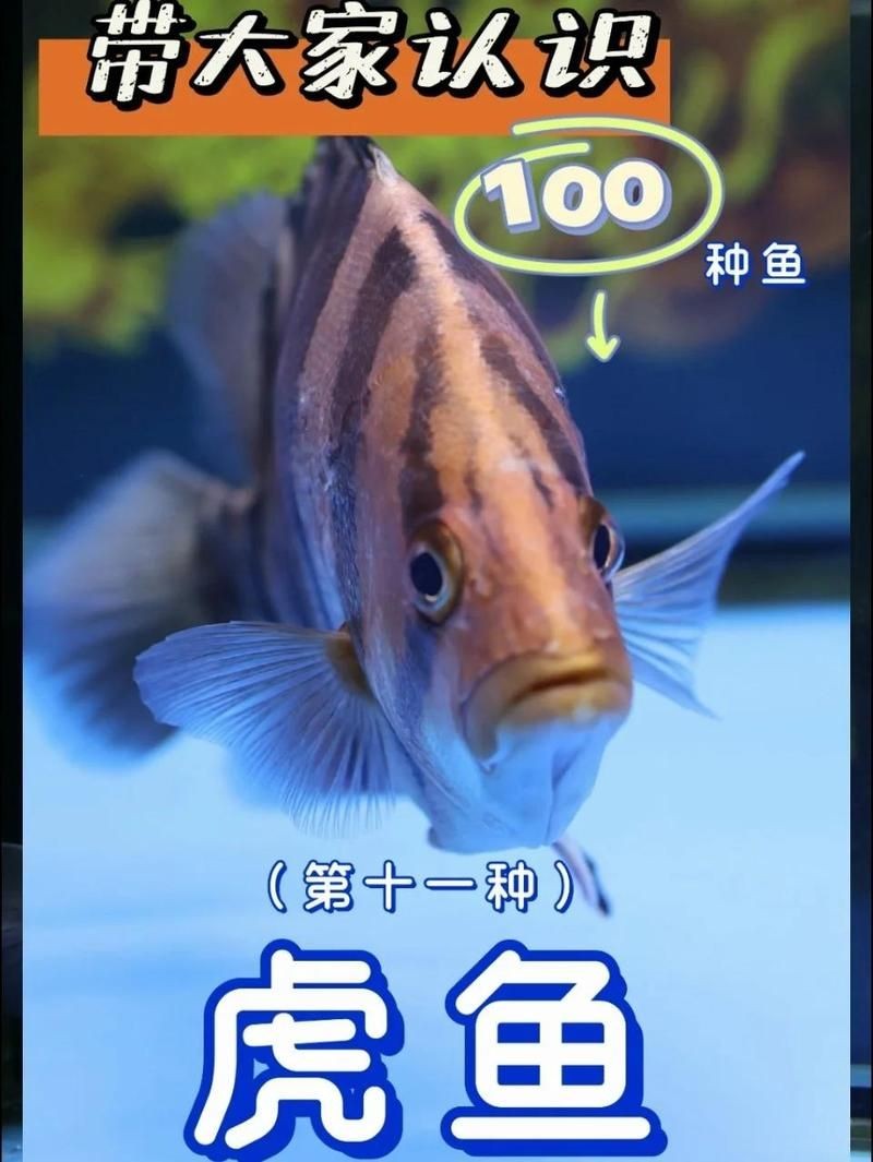 金老虎魚壽命一覽表：金老虎魚平均壽命可達(dá)8至12年部分個(gè)體甚至能存活15年以上 金老虎魚壽命一覽表：金老虎魚平均壽命可達(dá)8至12年部分個(gè)體甚至能存活15年以上 龍魚百科 第1張