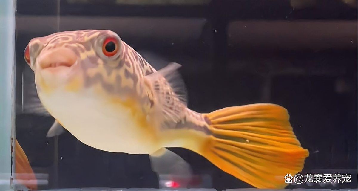 家里適合養狗頭魚嗎：家庭飼養狗頭魚注意事項