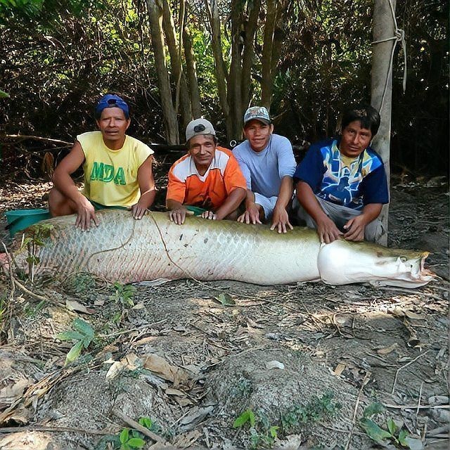 巨骨舌魚有天敵嗎：亞馬遜河流域頂級巨骨舌魚捕食未成年巨骨舌魚主要天敵