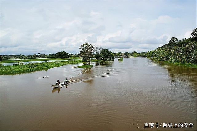 巨骨舌魚有天敵嗎：亞馬遜河流域頂級巨骨舌魚捕食未成年巨骨舌魚主要天敵