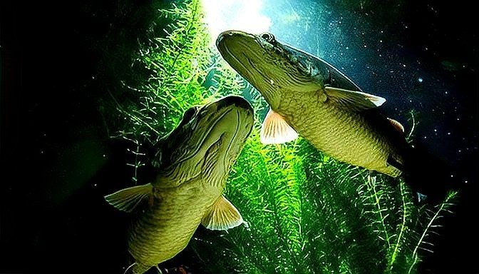 巨骨舌魚有天敵嗎：亞馬遜河流域頂級巨骨舌魚捕食未成年巨骨舌魚主要天敵