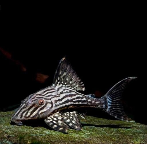 皇冠豹魚圖片：大頭們異型魚皇冠豹