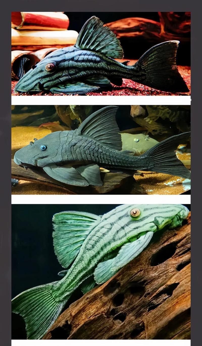 皇冠豹魚圖片：大頭們異型魚皇冠豹