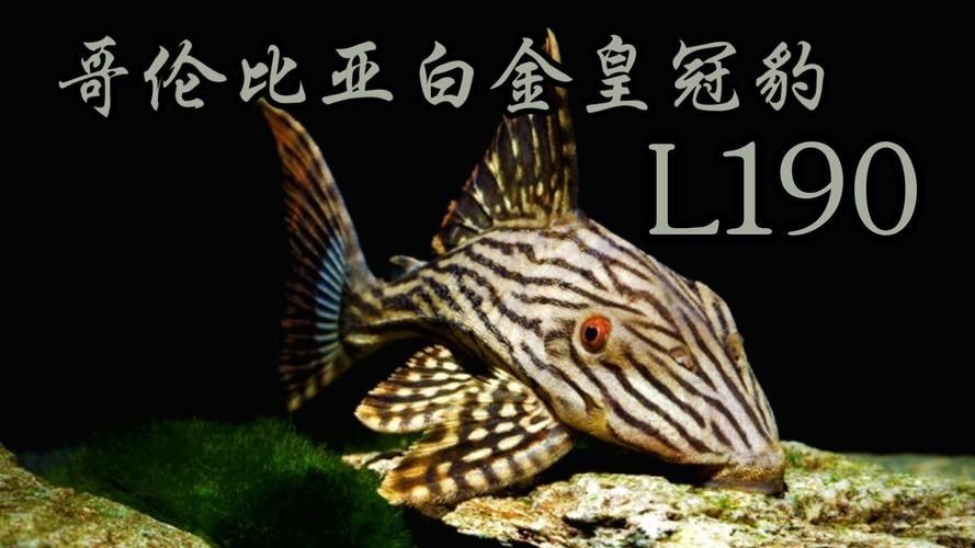 有哪些方法可以判斷五華龍魚是否新鮮，五華龍魚是否新鮮，可以通過以下幾種方法判斷五華龍魚是否新鮮 有哪些方法可以判斷五華龍魚是否新鮮，五華龍魚是否新鮮，可以通過以下幾種方法判斷五華龍魚是否新鮮 龍魚百科 第2張