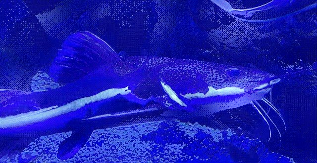 狗仔鯨招財貓魚紅尾鯰：淡水魚類——紅尾鯰（俗稱“招財貓魚”