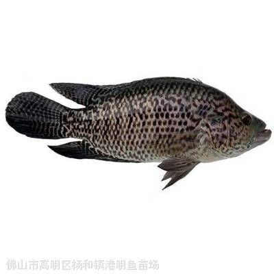 揭陽水族批發市場：揭陽水族批發市場綜合信息 揭陽水族批發市場：揭陽水族批發市場綜合信息 全國水族館企業名錄 第8張