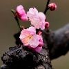 棘龍誰更厲害：《當(dāng)代生物學(xué)》棘龍與霸王龍的巔峰對(duì)決，霸王龍與霸王龍