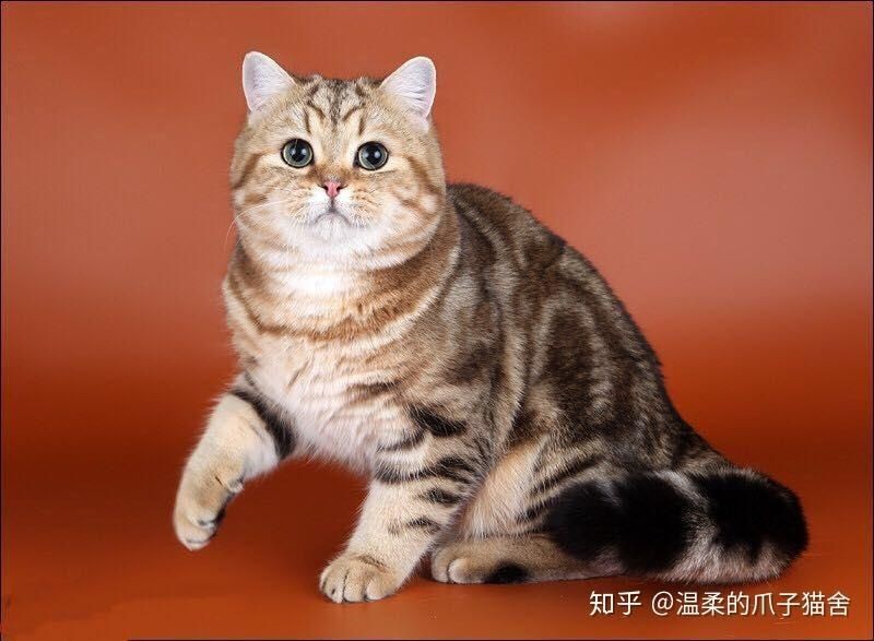 金虎最稀有的三個品種：孟加拉虎是孟加拉虎最典型的金黃色變種 金虎最稀有的三個品種：孟加拉虎是孟加拉虎最典型的金黃色變種 龍魚百科 第11張