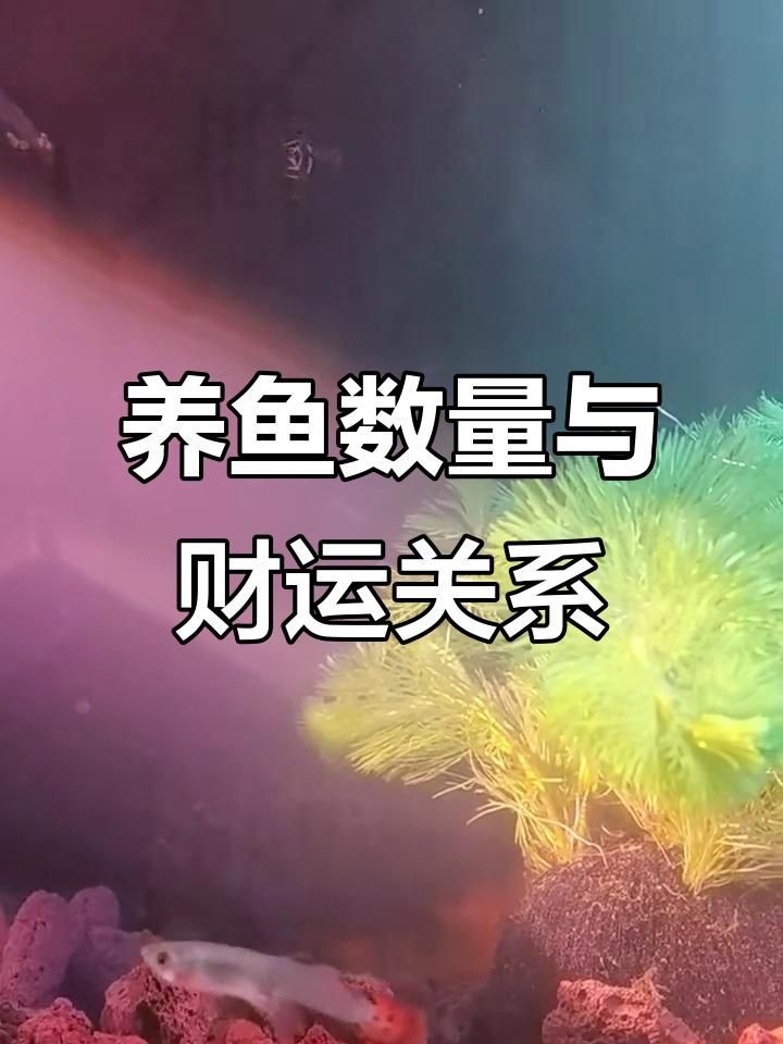 九條魚最建議買的顏色：九條魚的顏色選擇 九條魚最建議買的顏色：九條魚的顏色選擇 龍魚百科 第4張