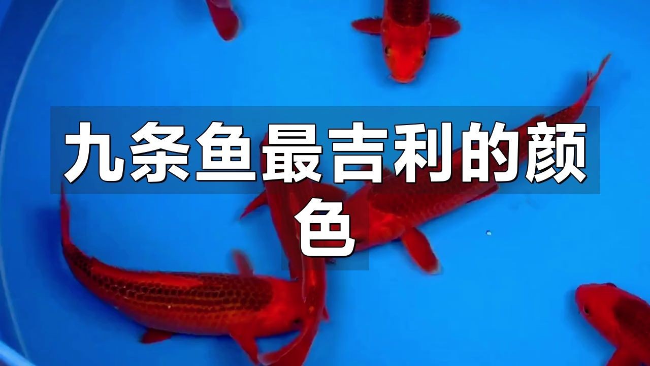九條魚最建議買的顏色：九條魚的顏色選擇 九條魚最建議買的顏色：九條魚的顏色選擇 龍魚百科 第1張