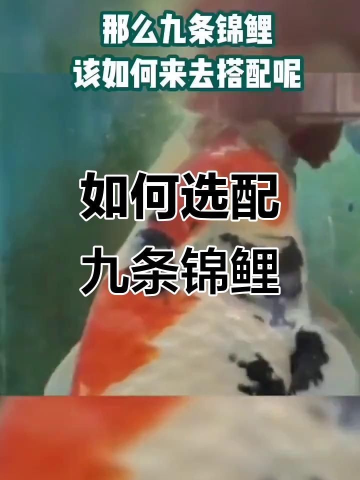 九條魚最建議買的顏色：九條魚的顏色選擇 九條魚最建議買的顏色：九條魚的顏色選擇 龍魚百科 第2張
