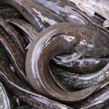 廣東埃及魚最不值錢三個地方：埃及塘鲺在廣東的價格低迷 廣東埃及魚最不值錢三個地方：埃及塘鲺在廣東的價格低迷 全國水族館企業名錄 第8張