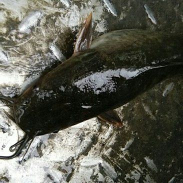 廣東埃及魚最不值錢三個地方：埃及塘鲺在廣東的價格低迷 廣東埃及魚最不值錢三個地方：埃及塘鲺在廣東的價格低迷 全國水族館企業名錄 第1張