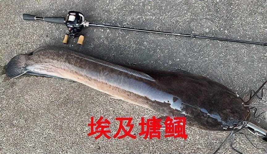 廣東埃及魚最不值錢三個地方：埃及塘鲺在廣東的價格低迷 廣東埃及魚最不值錢三個地方：埃及塘鲺在廣東的價格低迷 全國水族館企業名錄 第15張